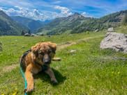 Brauner Hund an der Leine ruht in grüner Wiese mit Bergen im Hintergrund. Alpenlandschaft mit Wäldern und Gipfeln unter blauem Himmel.