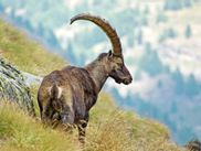 Ibex in the Alpine region