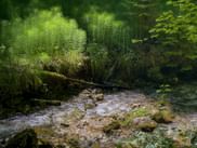 Clear mountain stream flowing over moss-covered rocks through lush green forest with ferns and bright green vegetation along the banks.