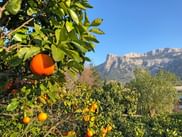 Orange tree with ripe oranges in foreground, Tramuntana mountains of Mallorca visible in background under clear blue sky.