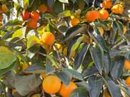 Orangenbaum mit frischen Früchten