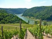 Reihen von Weinreben in einem Weinberg am Hang mit Blick auf einen Fluss zwischen bewaldeten Hügeln. Eine Straße und ein Boot sind am Flussufer sichtbar.