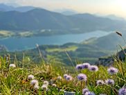 Panoramablick auf See, Berge im Hintergrund, grüne Wiese mit lilafarbenen Blumen im Vordergrund