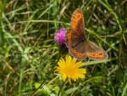 Brown butterfly with orange spots perched on a purple clover flower, with a yellow daisy below, surrounded by green grass in Salzkammergut.