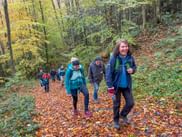 Group of hikers walking on leaf-covered forest path during autumn. Trees display yellow and green foliage in dense woodland setting.