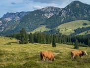Two brown cows grazing on green alpine meadow with forested hills and rocky mountain peaks in the background in Salzkammergut.