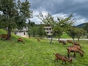 Braune Ziegen weiden auf grüner Wiese mit Obstbäumen und weißen Häusern in Gorjuše, Julische Alpen. Bewaldete Berge und bewölkter Himmel im Hintergrund.