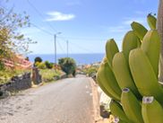 Bananenstaude am Straßenrand, Blick auf das Meer, blauer Himmel