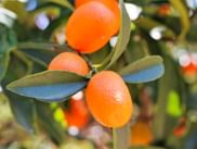 Small orange kumquats