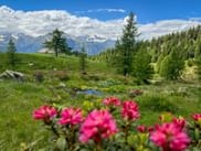 Flowers at the Hintereggalm in the Sarntal Alps Flowers at the Hintereggalm in the Sarntal Alps