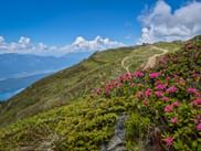 Gewundener Bergweg auf grünem Almhang mit rosa Almrauschblüten. Blauer Himmel mit weißen Wolken und entfernte Bergketten sichtbar.