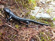 Alpine salamander in nature