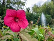Leuchtend rosa Hibiskusblüte mit Wassertropfen im botanischen Garten, Gardone. Brunnen und üppiges Grün im Hintergrund sichtbar.