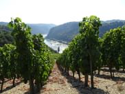 Weinberge am Rheinsteig
