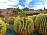 Kakteen auf der Kanarischen Insel Lanzarote