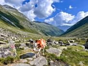 Brown and white cows on a rocky hiking trail in Krimmler Achental valley, Hohe Tauern. Green alpine meadows and mountain peaks under blue sky.