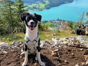 Schwarz-weißer Hund mit Geschirr sitzt auf felsigem Gipfel im Salzkammergut mit Blick auf türkisen See und Dorf. Wanderer im Hintergrund.