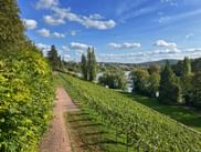 Weinfeld in Aschaffenburg
