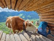 Braun-weiße Kuh steht auf Holzplattform einer Berghütte im Vinschgau, Südtirol. Blauer Wanderrucksack neben der Kuh sichtbar.