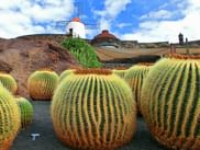 Several golden globe cacti with a windmill in the background