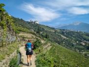 Wanderin am Meraner Höhenweg inmitten der Weinberge