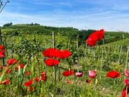 Blühende Mohnfelder entlang des Weges