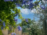 Lila-blaue Bleiwurz-Blüten rahmen einen Blick auf grünes Laub und blauen Himmel am Gardasee, mit Zaun und Bäumen im Hintergrund.