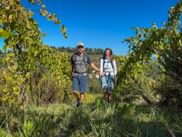 Wanderpaar läuft durch Weinbergreihen in der Toskana bei Monteoliveto unter blauem Himmel, mit Zypressen auf Hügel im Hintergrund.