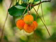 Cluster orangeroter Erdbeerbaumfrüchte mit unebener Textur, die an Zweigen mit grünen Blättern in der Toskana hängen.