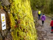 Wegbeschilderung entlang des Weges am Moselsteig