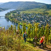 Family of four hiking on the Moselsteig in the vineyards above the Moselle