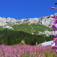 Flowering alpine meadow with mountain scenery in the background