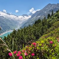 Rosa Almrausch blüht an einem Hang mit Blick auf den türkisfarbenen Schlegeis Stausee, umgeben von schneebedeckten Bergen und grünen Hängen.