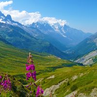 Wanderpanorama auf der Tour de Mont Blanc mit Blumen im Vordergrund und den bewölkten Gipfeln im Hintergrund