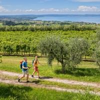 Two hikers walking on path through olive groves and orchards near Cavaion Veronese with panoramic view of Lake Garda and mountains.