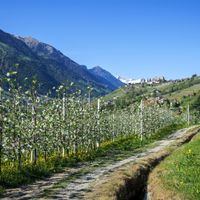 Spring walk among blossoming apple trees along the picturesque Waalweg, snow-covered peaks and villages in the background
