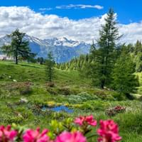 Almwiese im Passeiertal mit Bergpanorama