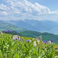 Bergpanorama mit Blumen im Vordergrund