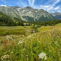 Bunte Almwiese mit weißen und lila Wildblumen im Vordergrund, grünes Tal mit Almhütten und felsige Alpengipfel unter blauem Himmel.