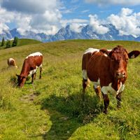Mountain panorama with 3 cows on an alpine meadow in the foreground