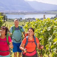 Three hikers on trails between vineyards above Lake Kaltern