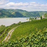 Hikers amidst the vineyards on the Rhine