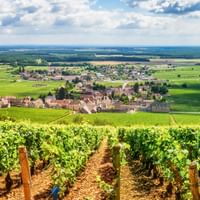 Vines in the Burgundy region