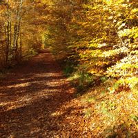 Hiking trail in the autumnal forest