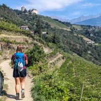 Hike through the vineyards in Merano