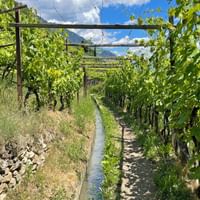 Waalweg between vines near Castelbello