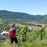Moselsteig Trail hike through the vineyards