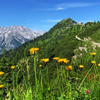 Flower meadow on the Jenner with the Watzmann in the background