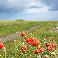 Mohnblumen am Wanderweg in Skillinge