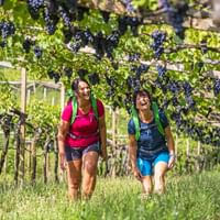 Hikers in the vineyards